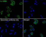 IL-10RB Antibody in Immunocytochemistry (ICC/IF)