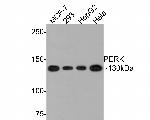 PERK Antibody in Western Blot (WB)