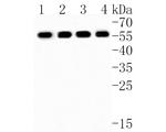 SOX17 Antibody in Western Blot (WB)