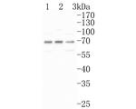 VGluT1 Antibody in Western Blot (WB)