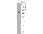 VGluT1 Antibody in Western Blot (WB)