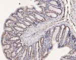 SOX17 Antibody in Immunohistochemistry (Paraffin) (IHC (P))