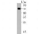 SOX17 Antibody in Western Blot (WB)