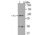 Villin1 Antibody in Western Blot (WB)