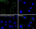 CD151 Antibody in Immunocytochemistry (ICC/IF)