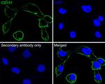 CD151 Antibody in Immunocytochemistry (ICC/IF)