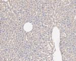 CD151 Antibody in Immunohistochemistry (Paraffin) (IHC (P))