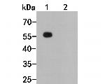 Human IgG Antibody in Western Blot (WB)