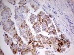 HADH Antibody in Immunohistochemistry (Paraffin) (IHC (P))