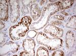 HADH Antibody in Immunohistochemistry (Paraffin) (IHC (P))