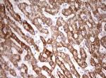 HADH Antibody in Immunohistochemistry (Paraffin) (IHC (P))