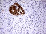 HADH Antibody in Immunohistochemistry (Paraffin) (IHC (P))