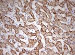 HADH Antibody in Immunohistochemistry (Paraffin) (IHC (P))