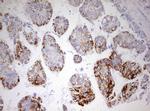 HADH Antibody in Immunohistochemistry (Paraffin) (IHC (P))