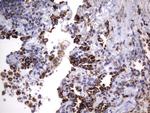 HADH Antibody in Immunohistochemistry (Paraffin) (IHC (P))