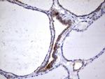 HADH Antibody in Immunohistochemistry (Paraffin) (IHC (P))