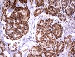 HADH Antibody in Immunohistochemistry (Paraffin) (IHC (P))