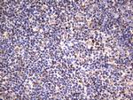 HADH Antibody in Immunohistochemistry (Paraffin) (IHC (P))