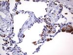 HADH Antibody in Immunohistochemistry (Paraffin) (IHC (P))