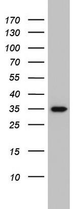 HADH Antibody in Western Blot (WB)