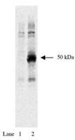 HA Tag Antibody in Western Blot (WB)