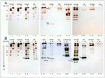 Butyrylcholinesterase Antibody in Western Blot (WB)