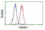 HAND1 Antibody in Flow Cytometry (Flow)