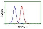 HAND1 Antibody in Flow Cytometry (Flow)