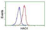 HAO1 Antibody in Flow Cytometry (Flow)