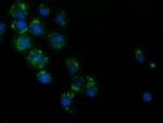 HAO1 Antibody in Immunocytochemistry (ICC/IF)