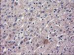 HAO1 Antibody in Immunohistochemistry (Paraffin) (IHC (P))