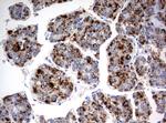 HAO1 Antibody in Immunohistochemistry (Paraffin) (IHC (P))