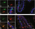 HAP1 Antibody in Immunohistochemistry (Paraffin) (IHC (P))