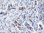 HARS2 Antibody in Immunohistochemistry (Paraffin) (IHC (P))