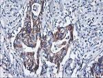 HARS2 Antibody in Immunohistochemistry (Paraffin) (IHC (P))