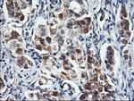 HARS2 Antibody in Immunohistochemistry (Paraffin) (IHC (P))