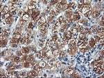 HARS2 Antibody in Immunohistochemistry (Paraffin) (IHC (P))