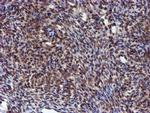 HARS2 Antibody in Immunohistochemistry (Paraffin) (IHC (P))