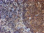 HARS2 Antibody in Immunohistochemistry (Paraffin) (IHC (P))