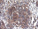 HARS2 Antibody in Immunohistochemistry (Paraffin) (IHC (P))