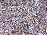 HARS2 Antibody in Immunohistochemistry (Paraffin) (IHC (P))