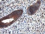 HARS2 Antibody in Immunohistochemistry (Paraffin) (IHC (P))