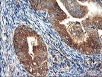 HARS2 Antibody in Immunohistochemistry (Paraffin) (IHC (P))