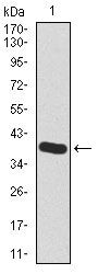 HAS2 Antibody in Western Blot (WB)