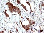 HAUS7 Antibody in Immunohistochemistry (Paraffin) (IHC (P))