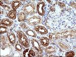 HAUS7 Antibody in Immunohistochemistry (Paraffin) (IHC (P))