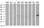 HAUS7 Antibody in Western Blot (WB)