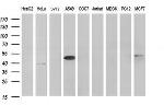 HAUS7 Antibody in Western Blot (WB)