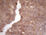 HAVCR2 Antibody in Immunohistochemistry (Paraffin) (IHC (P))