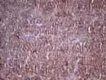 HAVCR2 Antibody in Immunohistochemistry (Paraffin) (IHC (P))